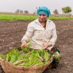 Faut-il vraiment croire à l'agriculture éco-responsable ? Agriculteur examinant une terre riche en matière organique entre des rangs de légumineuses